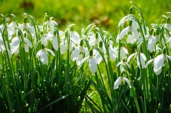 Pixabay snowdrop-1025076_1280 Hans